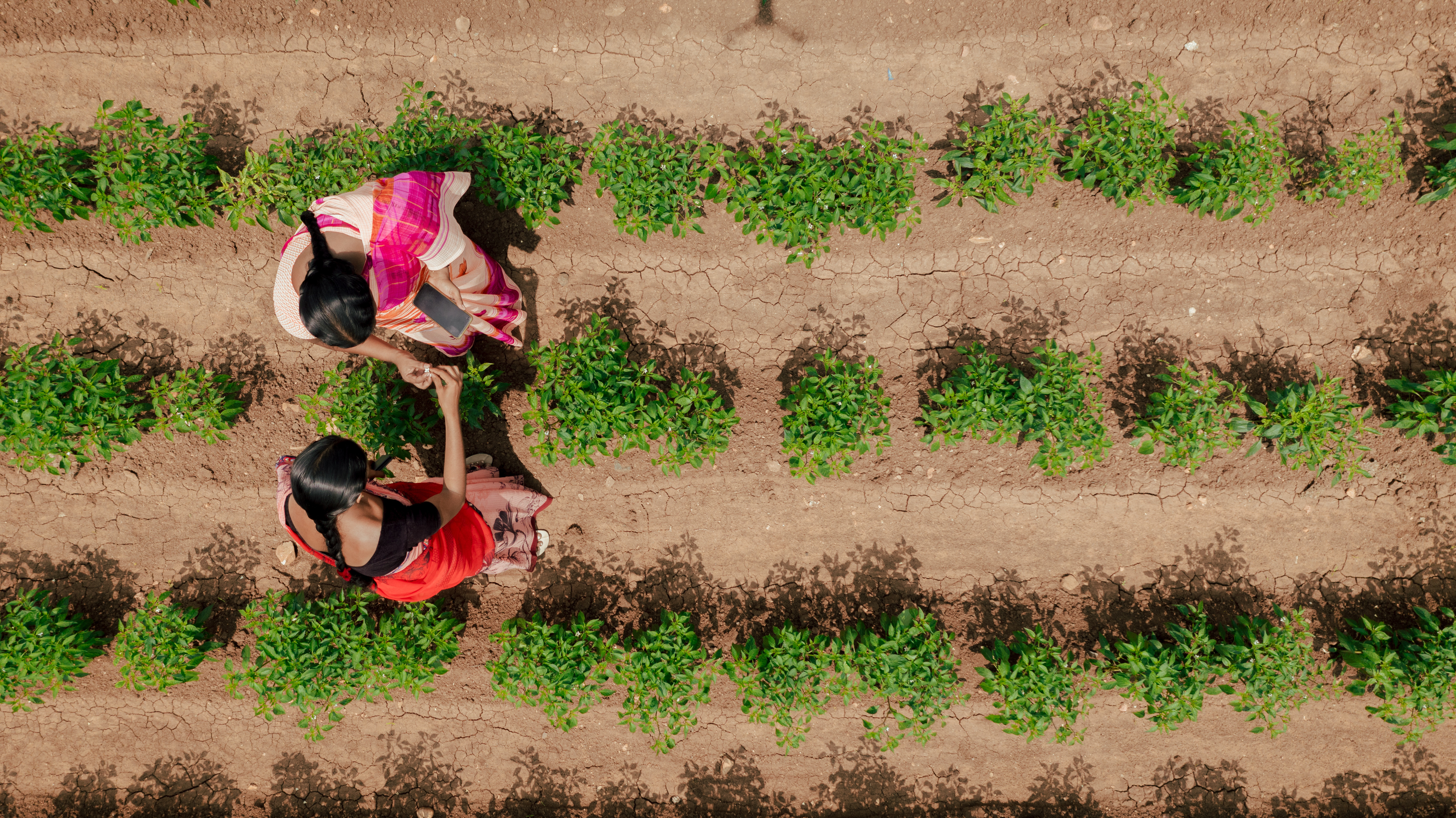 Indian Vegetables You've Never Heard Of