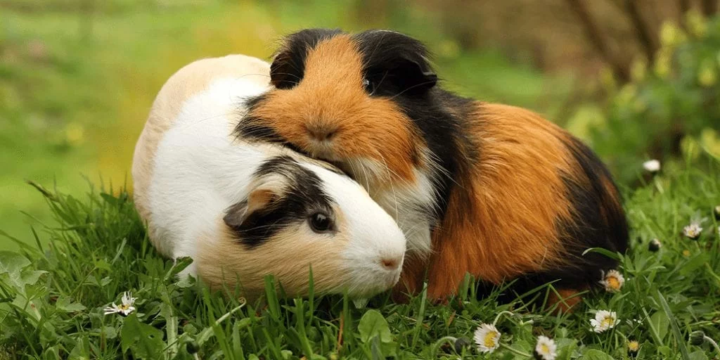 The Swiss Law That Bans Owning a Single Guinea Pig: A Lesson in Animal Welfare